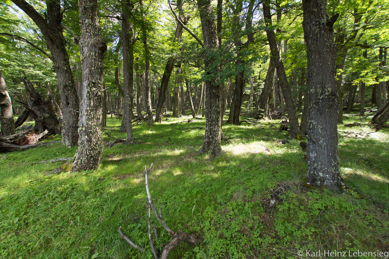 Waldflecken