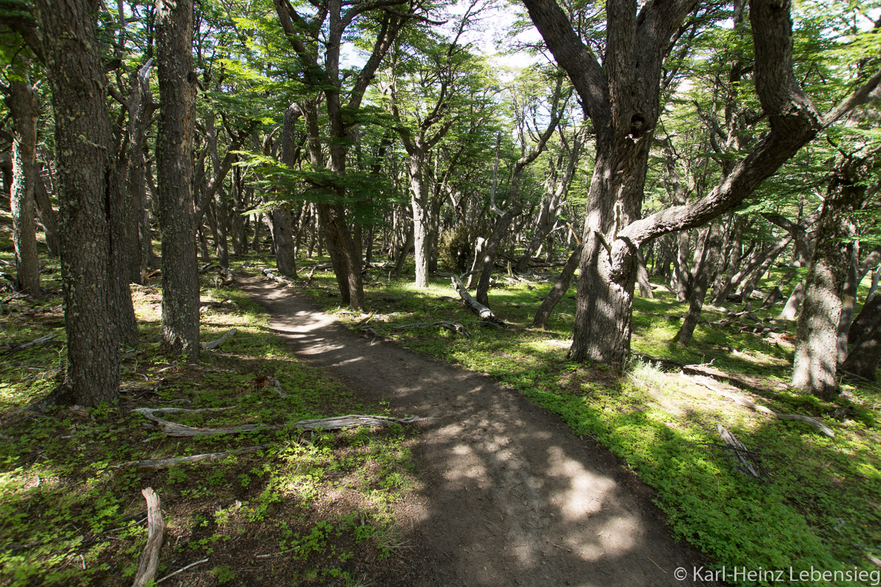 Waldweg