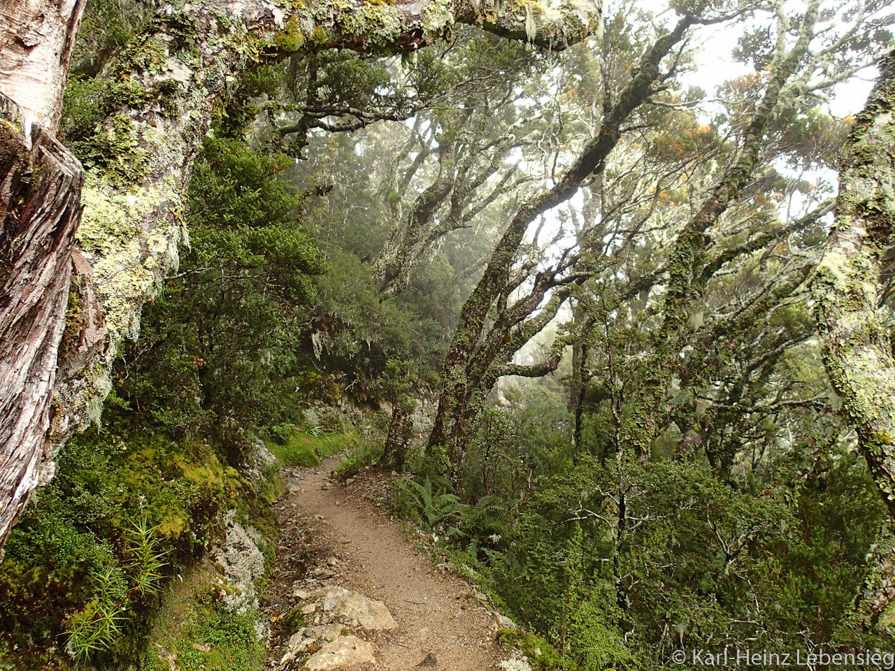 Kepler Track - Regenwald