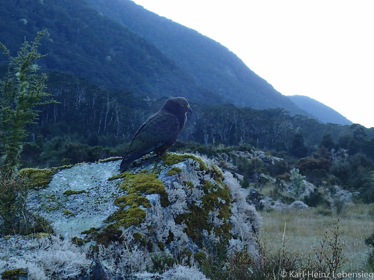 Kepler Track - Kea