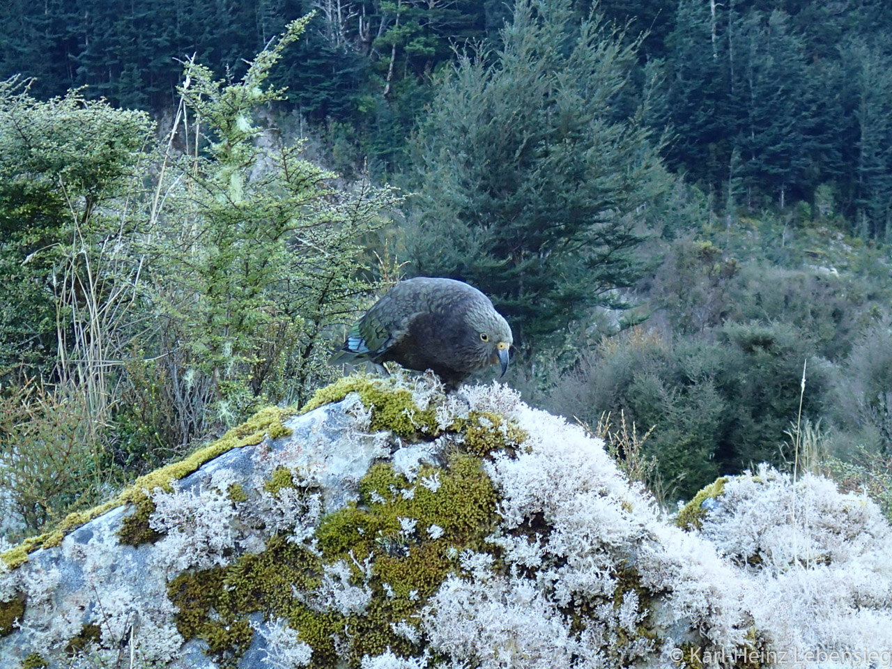 Kepler Track - Kea