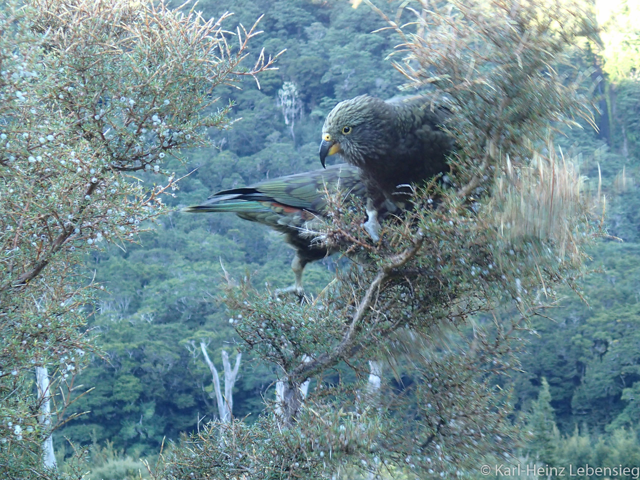 Kepler Track - Kea