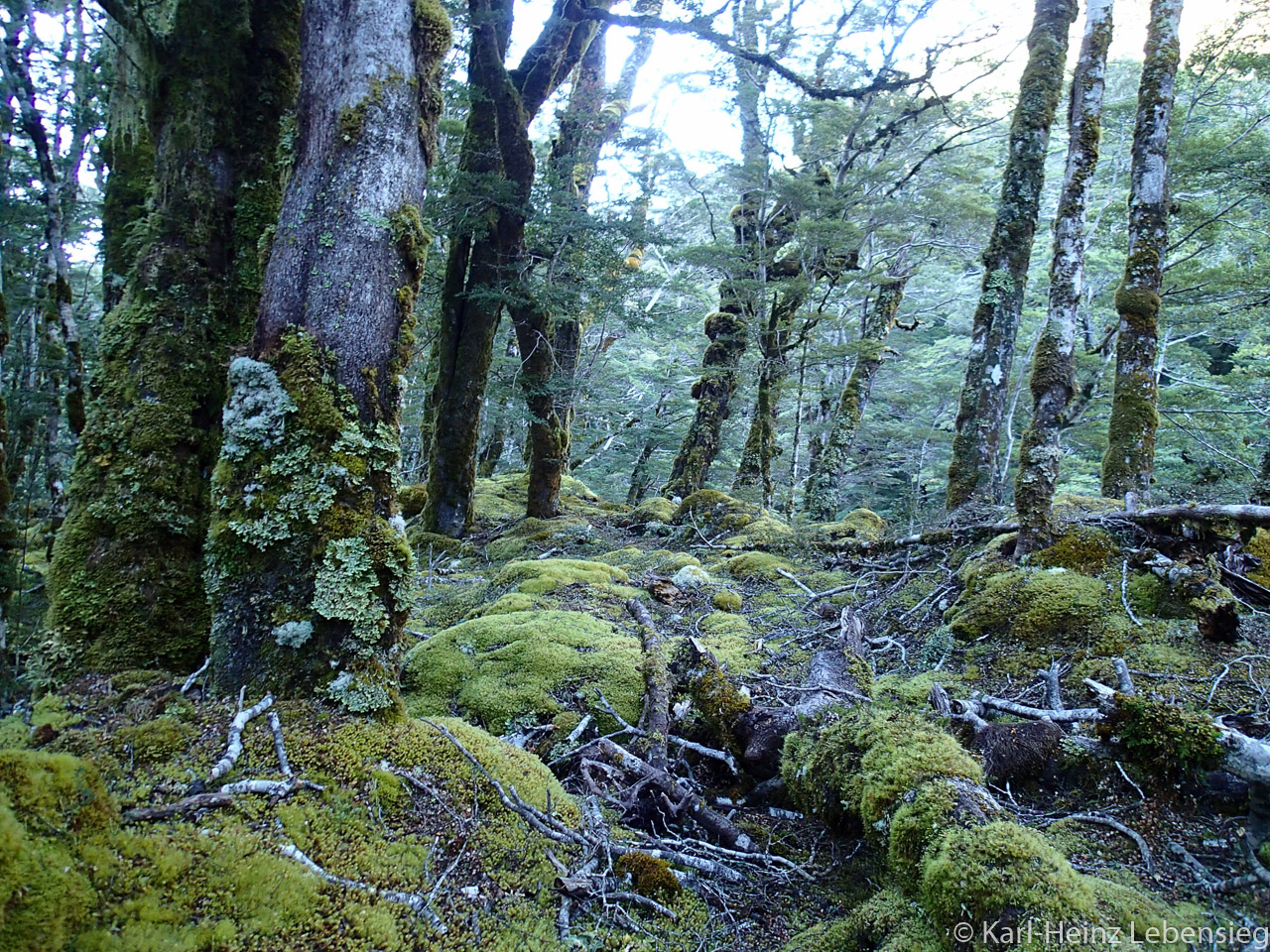 Kepler Track - Wald