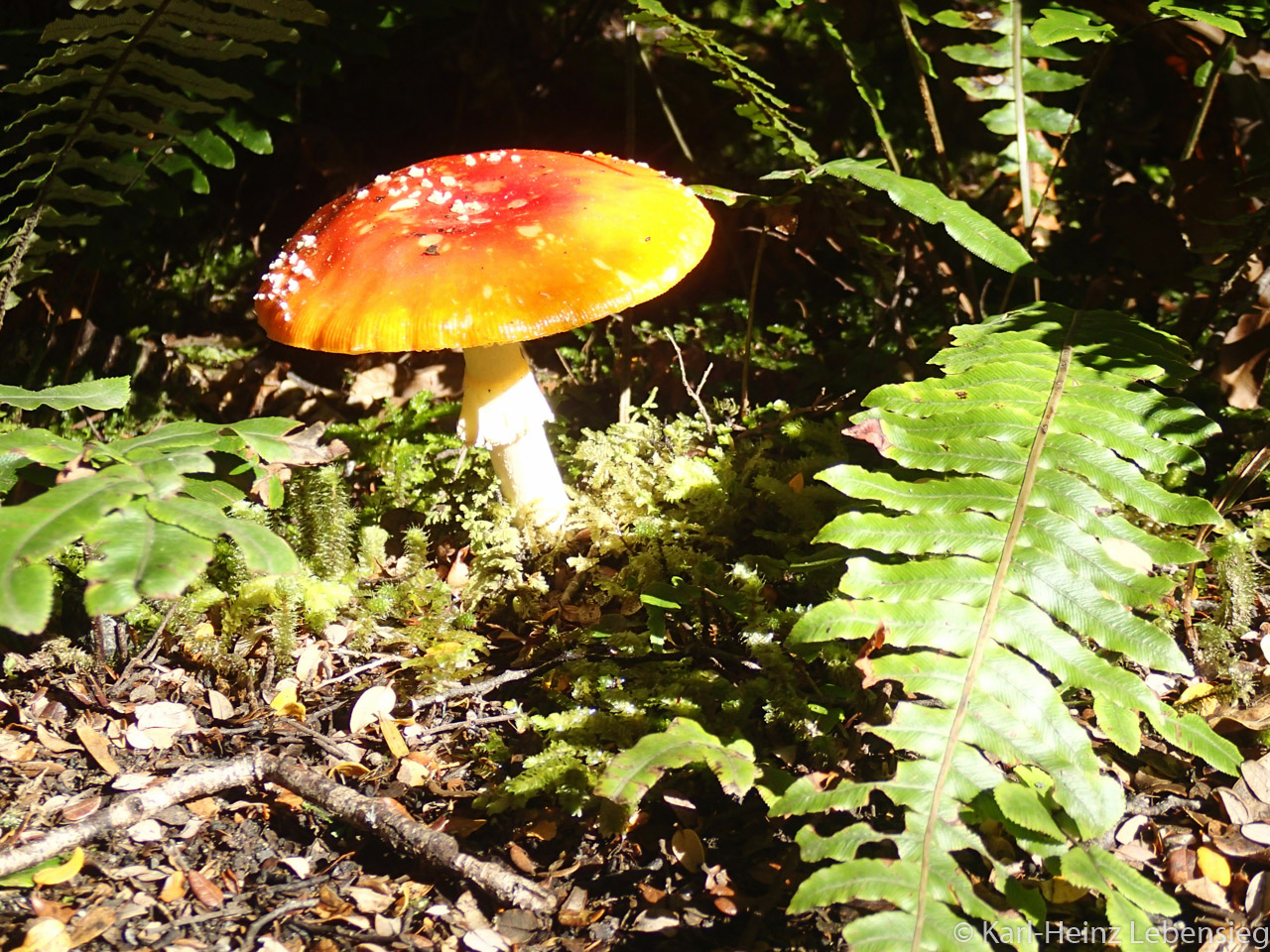 Kepler Track - Pilz