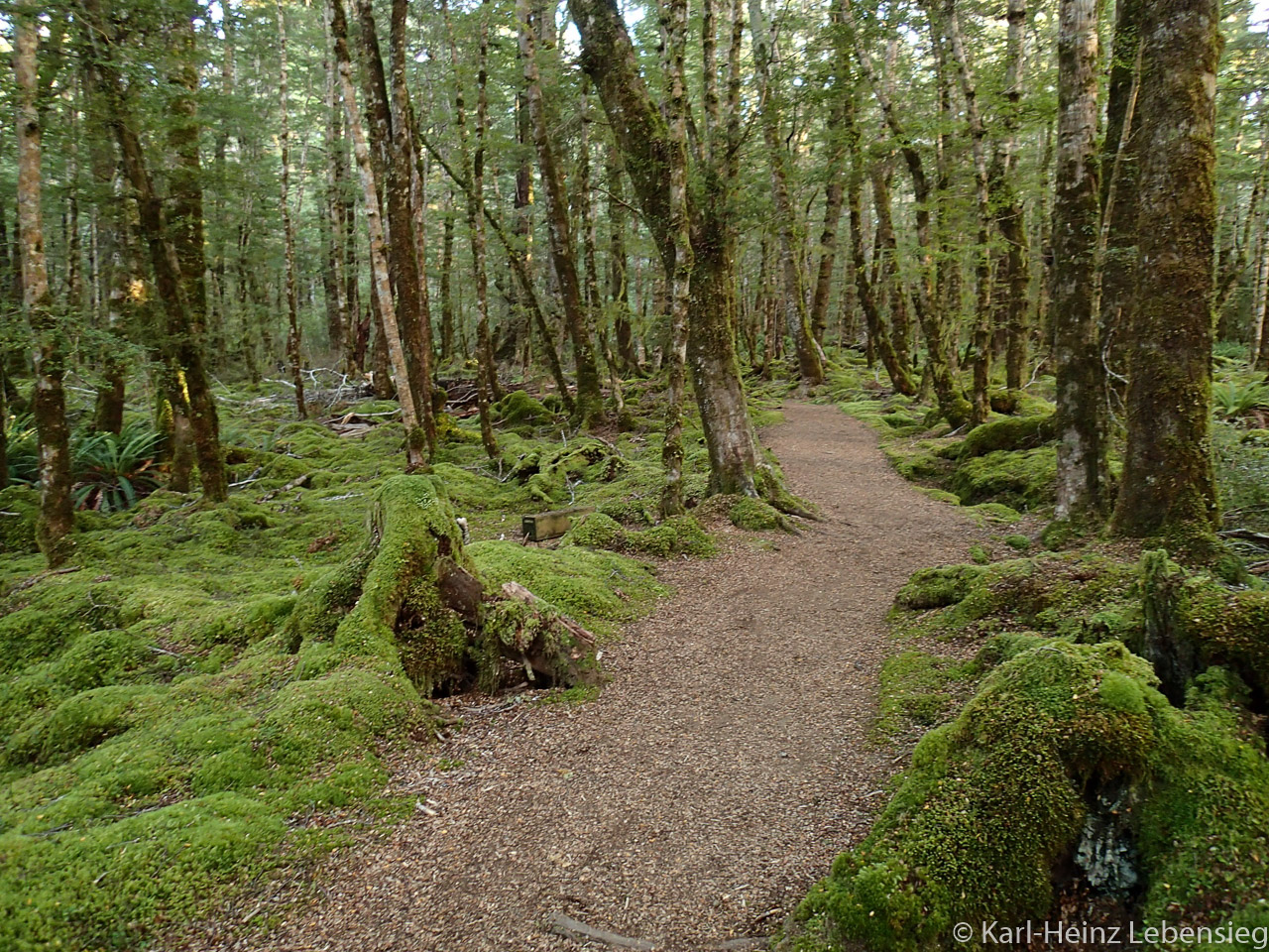 Kepler Track - Waldweg