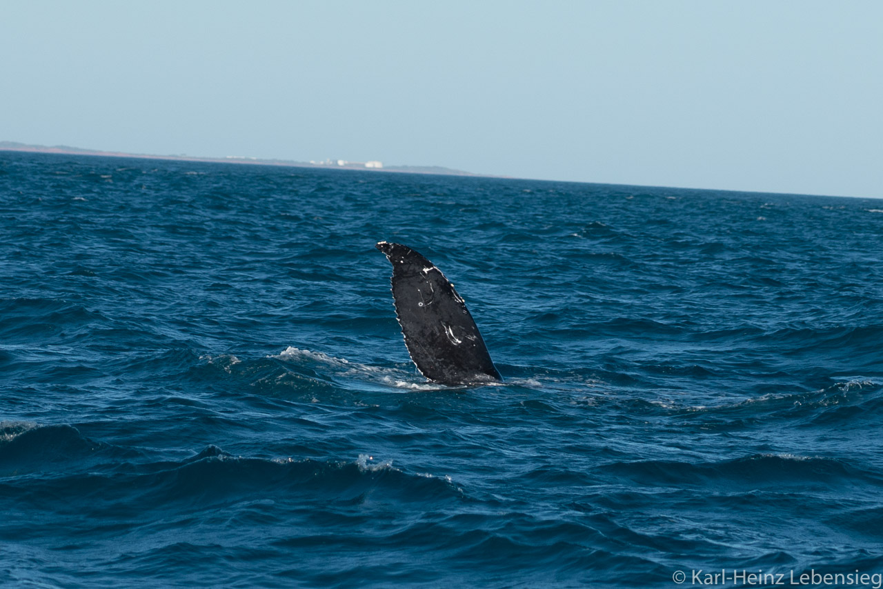 Humpback Whale Watching Tour - Broome