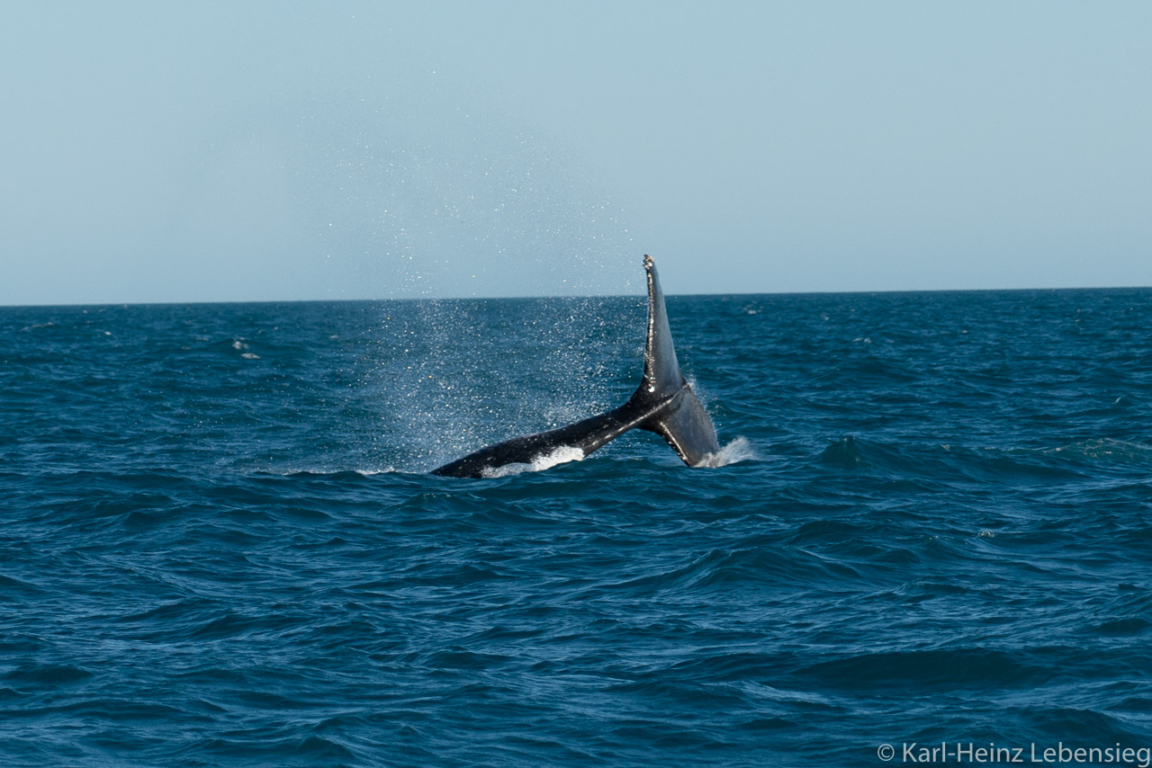 Humpback Whale Watching Tour - Broome