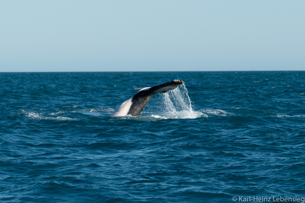 Humpback Whale Watching Tour - Broome