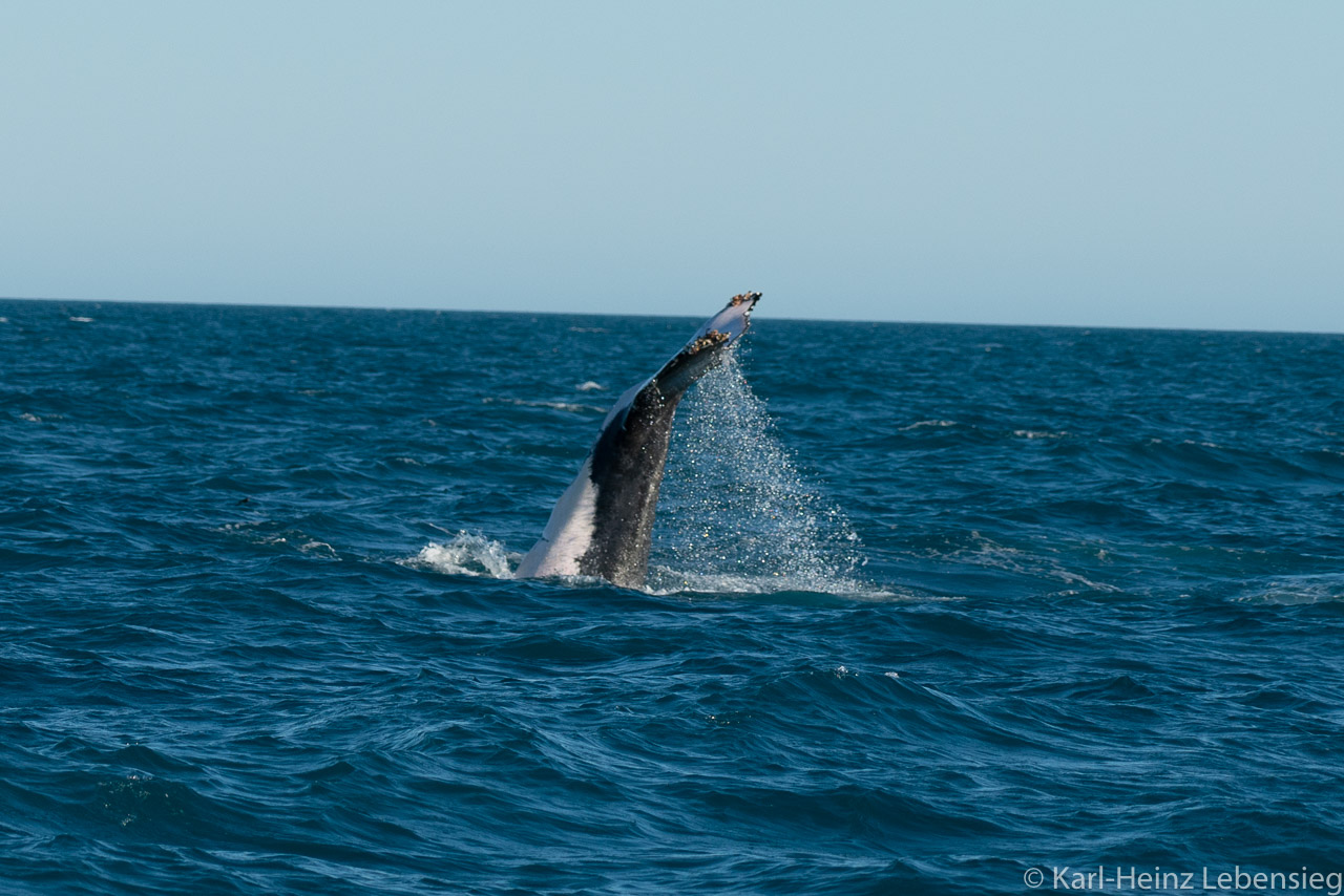 Humpback Whale Watching Tour - Broome