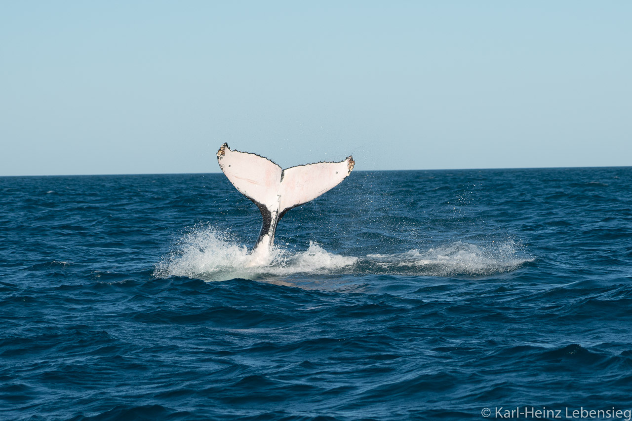 Humpback Whale Watching Tour - Broome