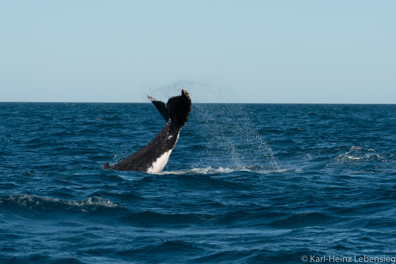 Humpback Whale Watching Tour - Broome