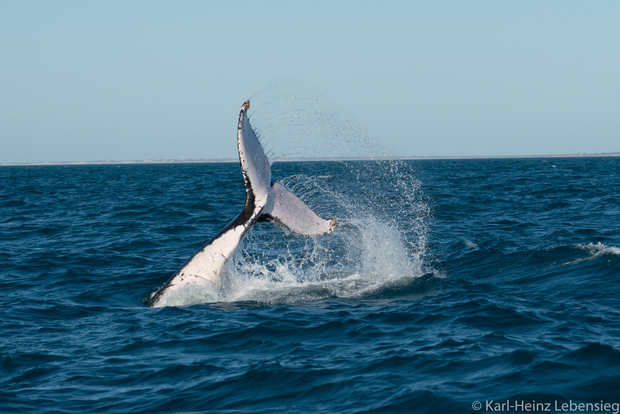 Humpback Whale Watching Tour - Broome