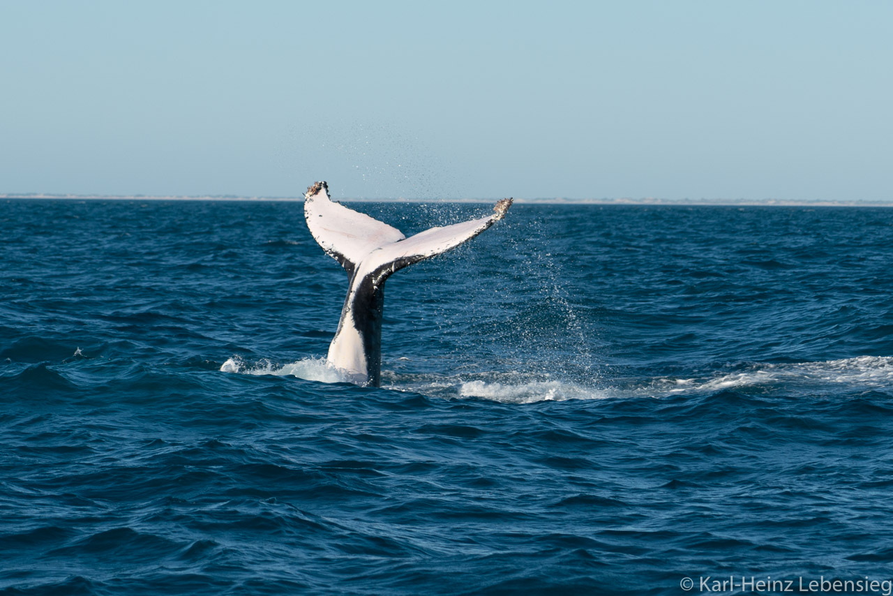 Humpback Whale Watching Tour - Broome