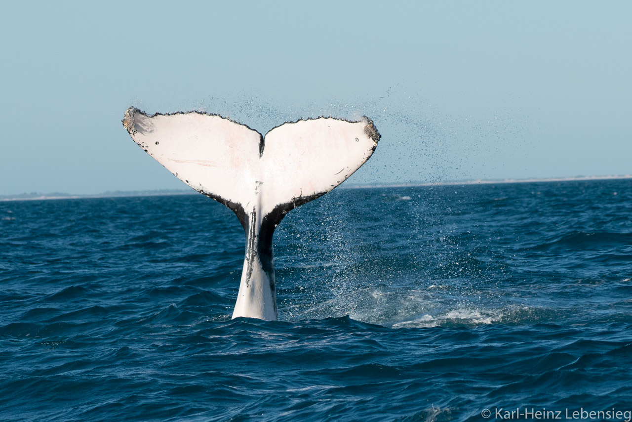 Humpback Whale Watching Tour - Broome