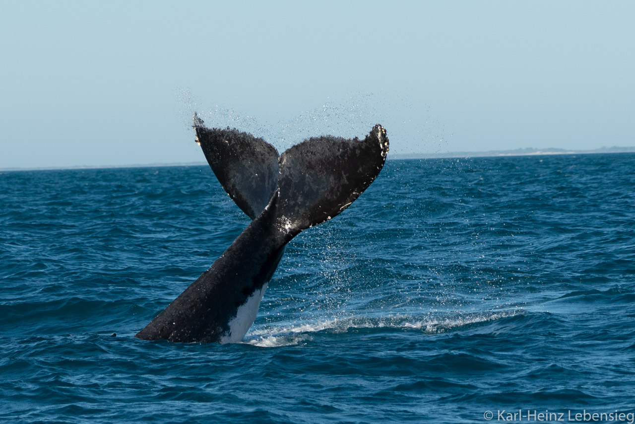 Humpback Whale Watching Tour - Broome