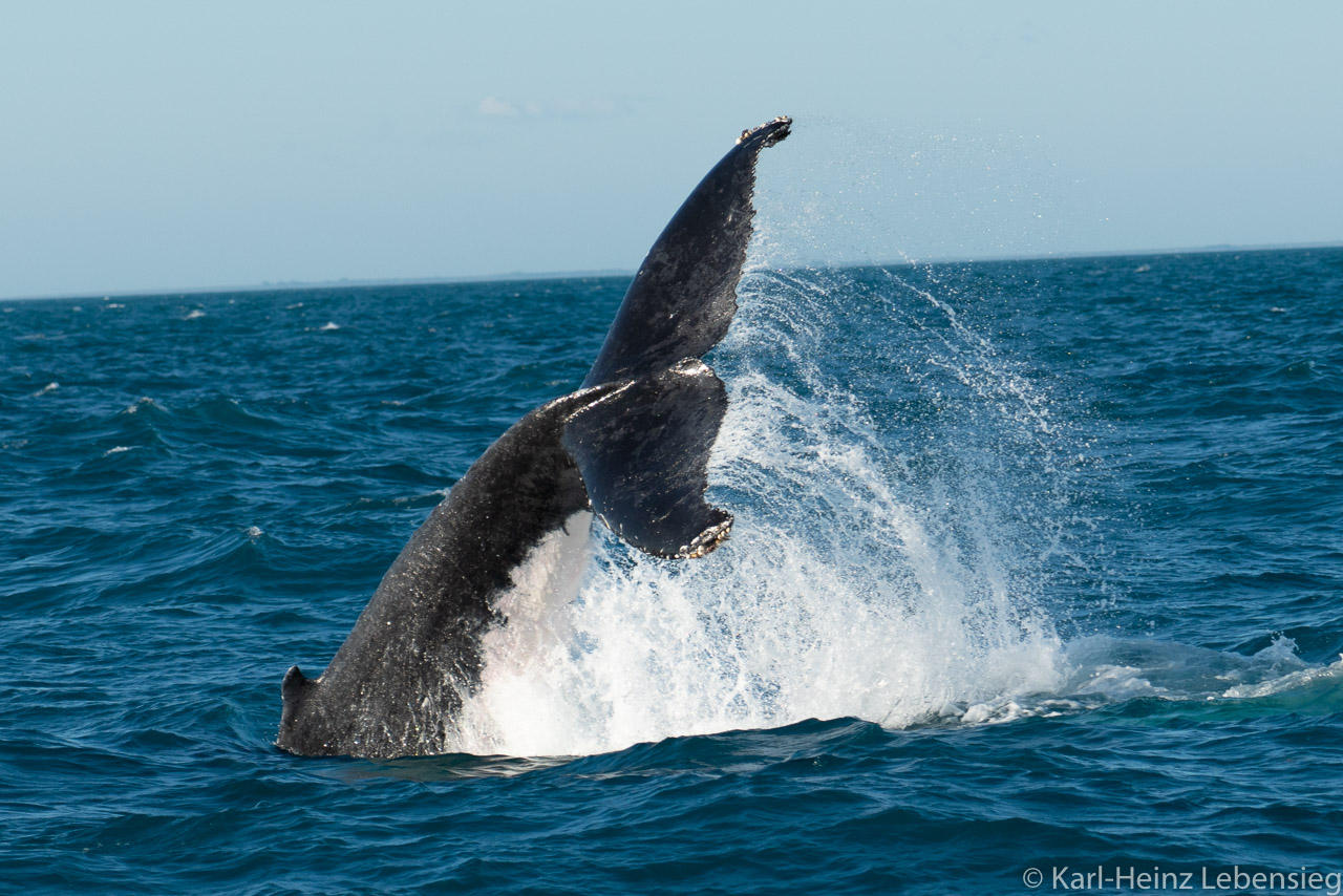 Humpback Whale Watching Tour - Broome