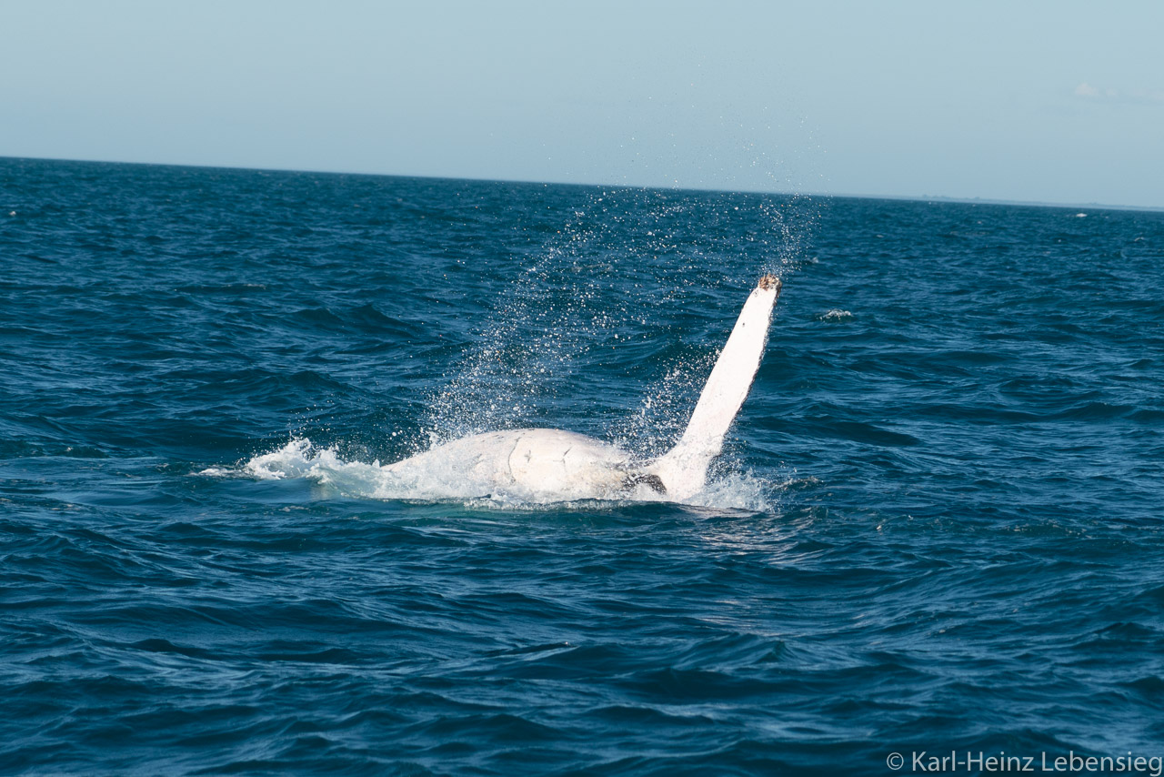 Humpback Whale Watching Tour - Broome