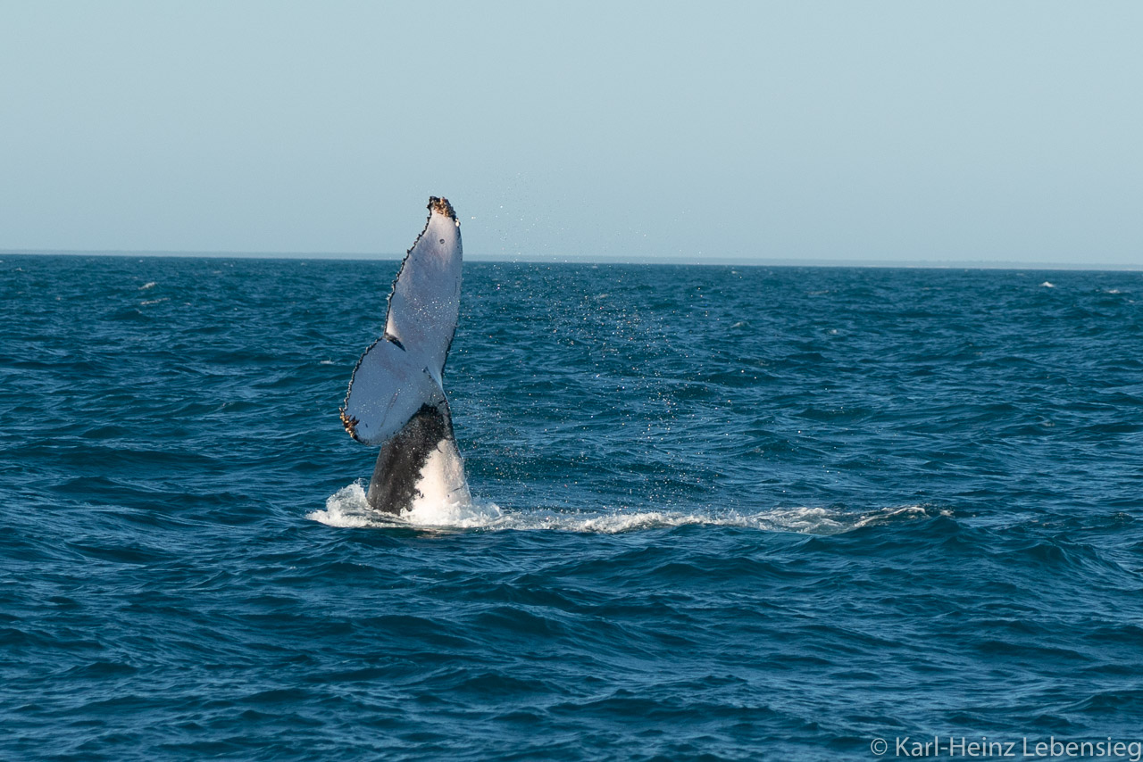 Humpback Whale Watching Tour - Broome