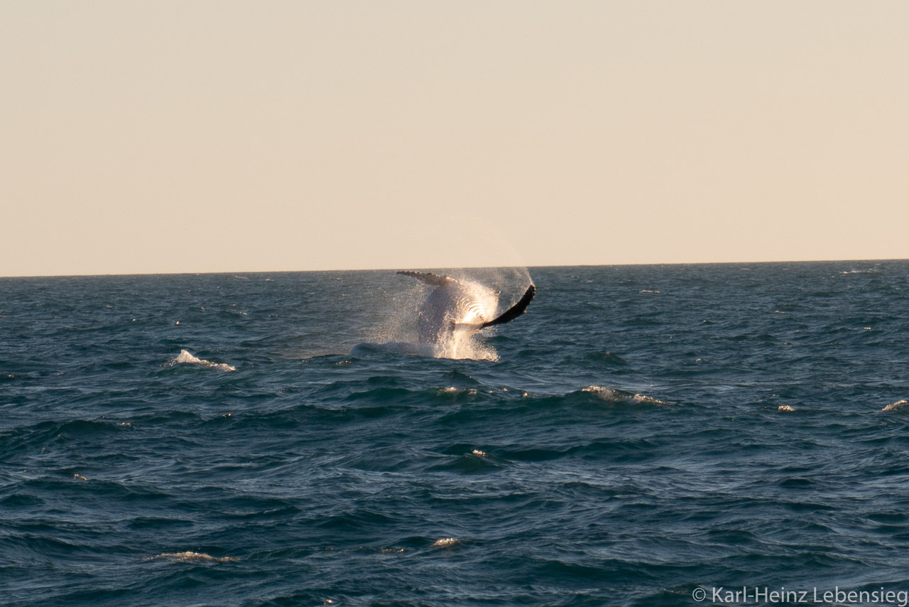 Humpback Whale Watching Tour - Broome