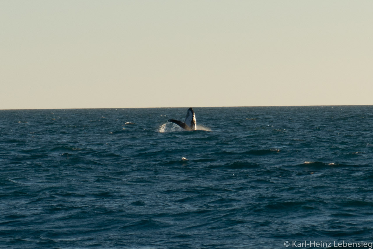 Humpback Whale Watching Tour - Broome