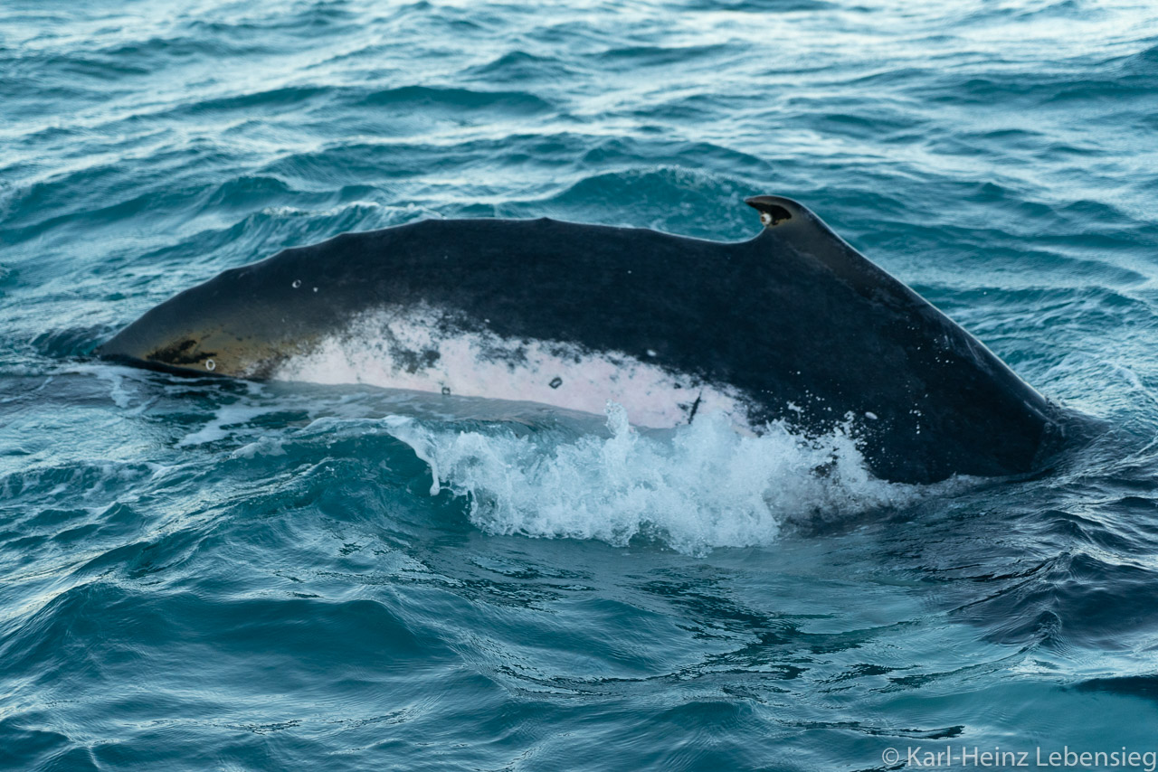 Humpback Whale Watching Tour - Broome