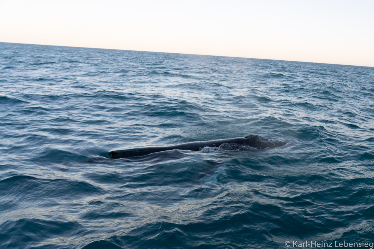 Humpback Whale Watching Tour - Broome