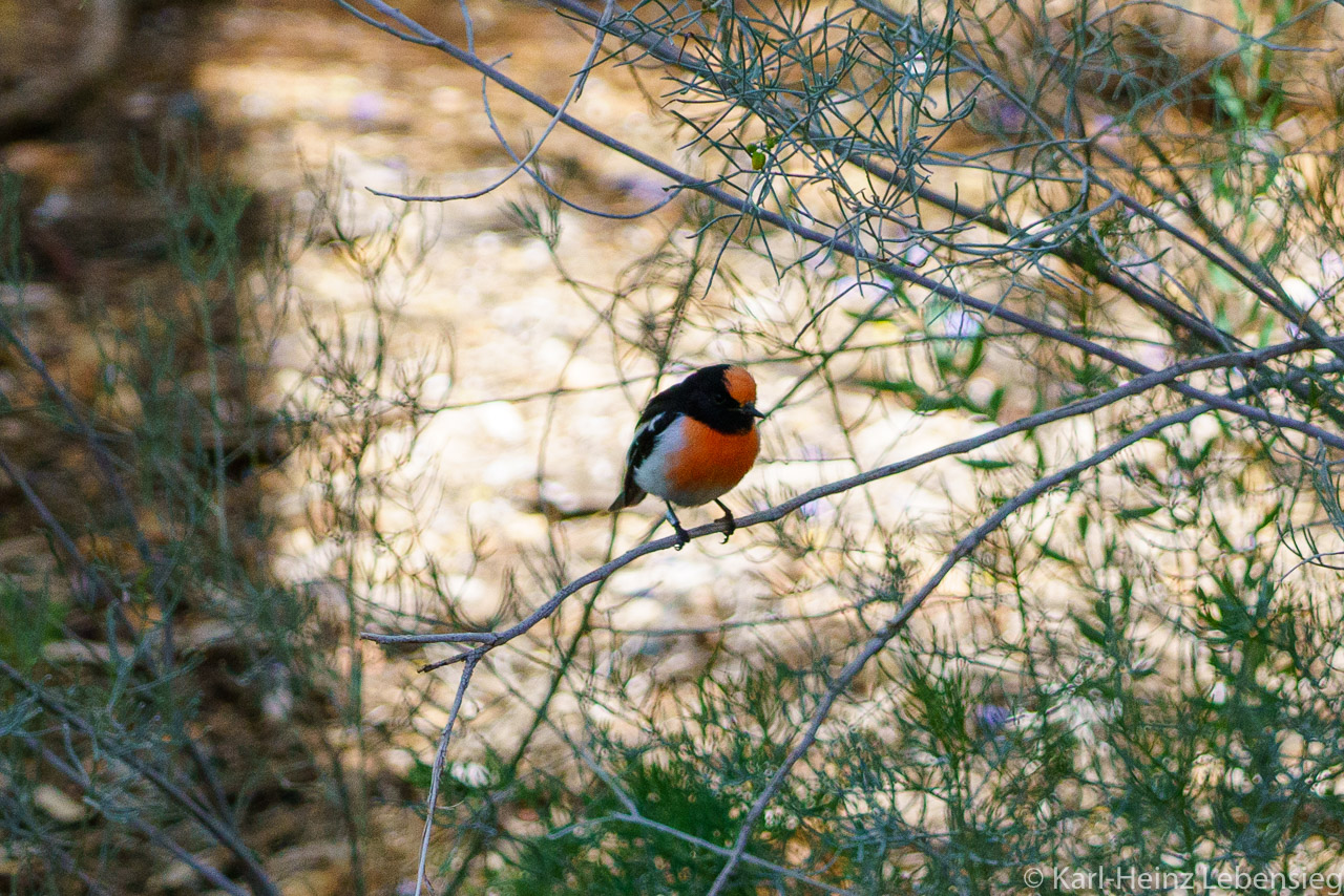 Alice Springs Desert Park