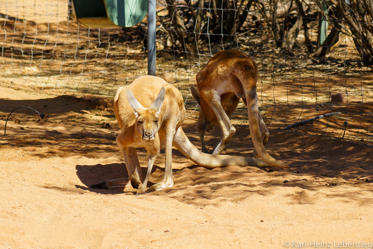 Alice Springs Desert Park