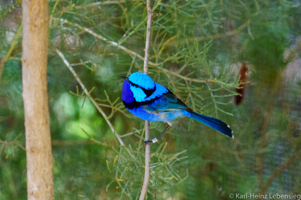 Alice Springs Desert Park