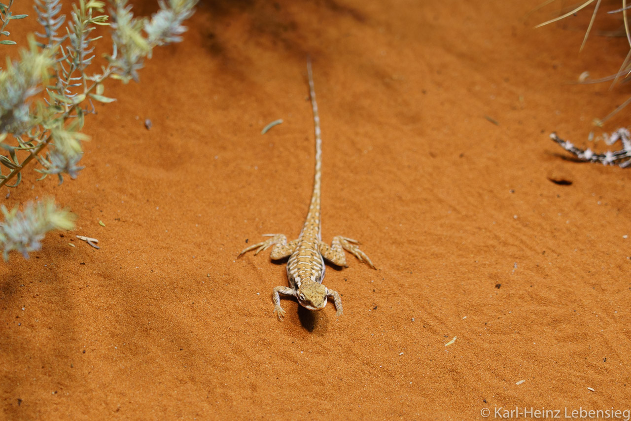 Alice Springs Desert Park