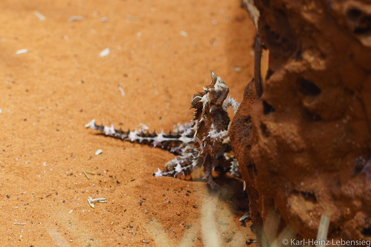 Alice Springs Desert Park