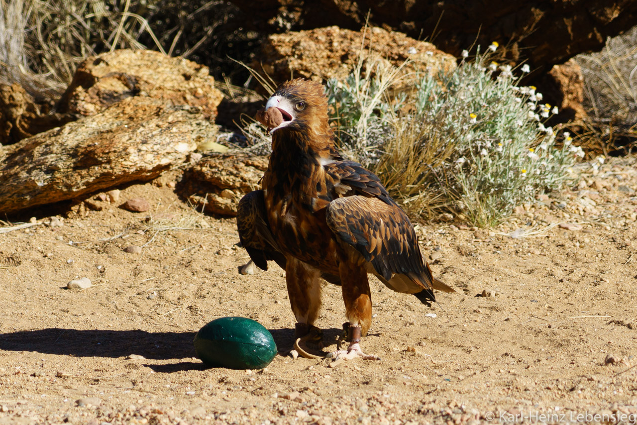 Alice Springs Desert Park