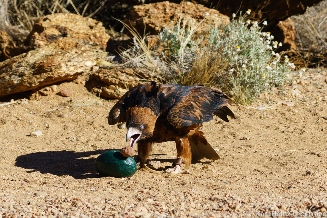 Alice Springs Desert Park