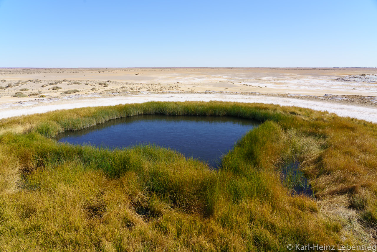 Oodnadatta Track - Wabma Kadarbu Mound Springs Conservation Park - Blance Cup