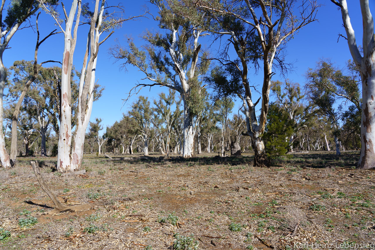 Flinders Ranges - Ikara-Flinders Ranges NP - St. Mary Peak Hike